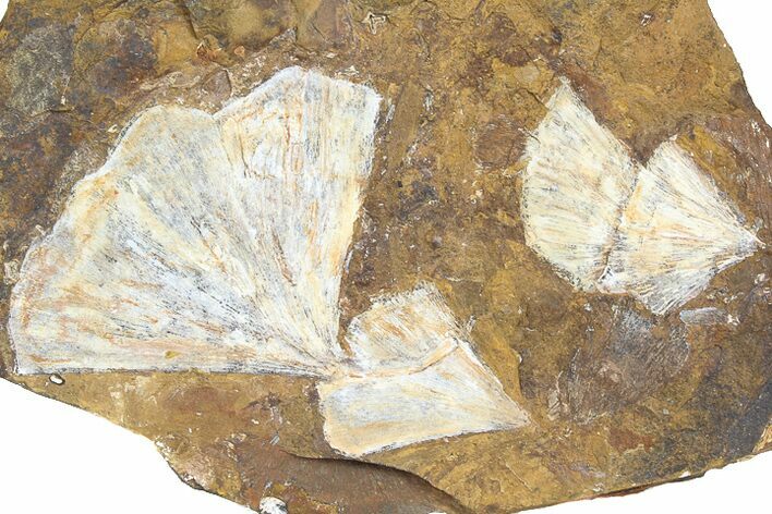 Wide Multiple Fossil Ginkgo Leaf Plate - North Dakota #78086